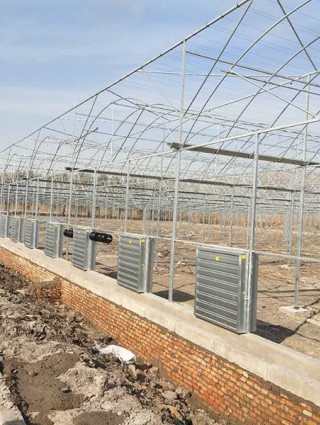 吉林省白城洮南富順鄉(xiāng)15000平米連棟薄膜溫室